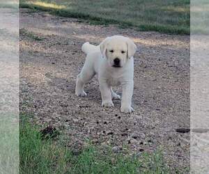Labrador Retriever Puppy for Sale in WASHTA, Iowa USA