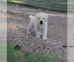 Small Photo #1 Labrador Retriever Puppy For Sale in WASHTA, IA, USA