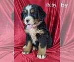 Puppy Ruby Bernese Mountain Dog