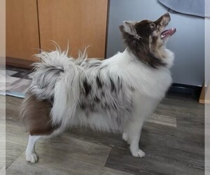 Mother of the Paperanian puppies born on 09/18/2025