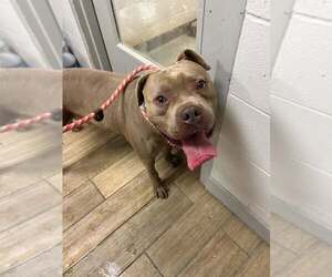 Mastiff-Unknown Mix Dogs for adoption in Rowlett, TX, USA