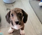Small #3 Dachshund