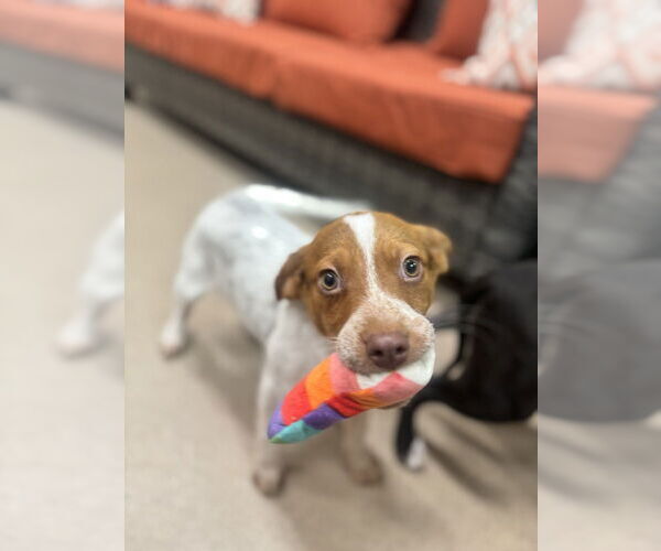 Medium Photo #3 Mutt Puppy For Sale in Elmsford, NY, USA