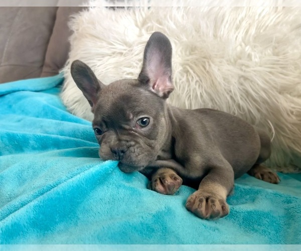 Medium Photo #6 French Bulldog Puppy For Sale in NEWPORT BEACH, CA, USA