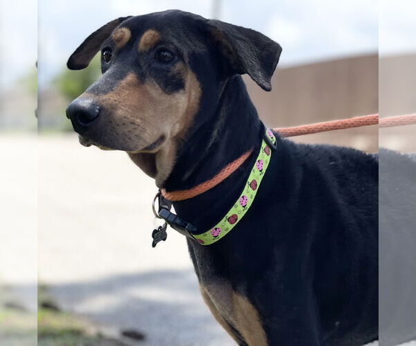 Medium Photo #25 Doberman Pinscher-Pointer Mix Puppy For Sale in Houston, TX, USA