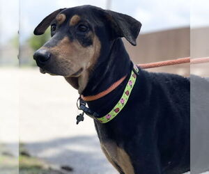 Madeline - Female Doberman Pinscher-Pointer Mix Dog for Adoption - Photo #25