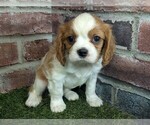 Small #9 Cavalier King Charles Spaniel