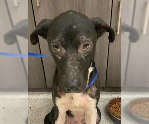 Labrador Retriever-Unknown Mix Dogs for adoption in Conroe, TX, USA