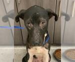 Small Labrador Retriever Mix