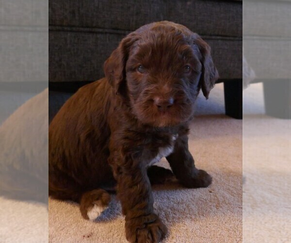 Medium Photo #5 Labradoodle Puppy For Sale in DENVER, CO, USA