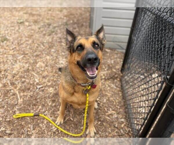Medium Photo #1 German Shepherd Dog Puppy For Sale in Santa Cruz, CA, USA