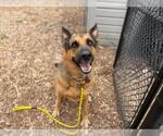RUSTY - Male German Shepherd Dog Dog for Adoption - Small photo