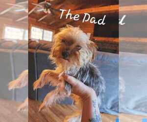 Father of the Yorkshire Terrier puppies born on 05/21/2025