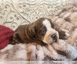 Small Photo #22 Bulldog Puppy For Sale in FAIRFIELD, IA, USA