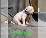 Small Photo #3 American Bulldog Puppy For Sale in WEST GROVE, PA, USA