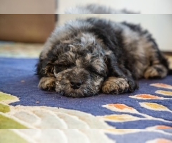 Medium Photo #5 Newfypoo Puppy For Sale in NORTH LOGAN, UT, USA