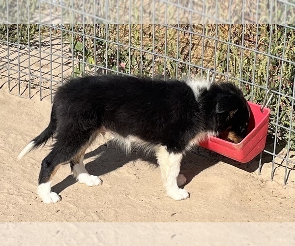 Medium Photo #27 Shetland Sheepdog Puppy For Sale in FORT MORGAN, CO, USA