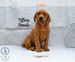 Puppy Tiffany Labrador Retriever