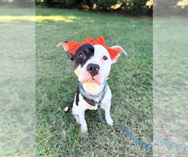 Medium Photo #1 Mutt Puppy For Sale in Forestville, MD, USA
