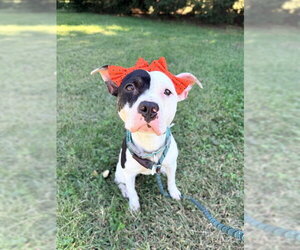 Mutt Dogs for adoption in Forestville, MD, USA