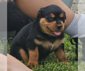 Rottweiler Puppy for sale in MUNCIE, IN, USA