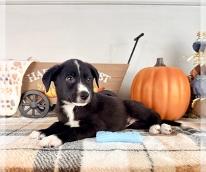 Border Collie Puppy for sale in GREENFIELD, IN, USA