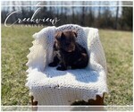Small Photo #8 Schnauzer (Miniature) Puppy For Sale in NIANGUA, MO, USA