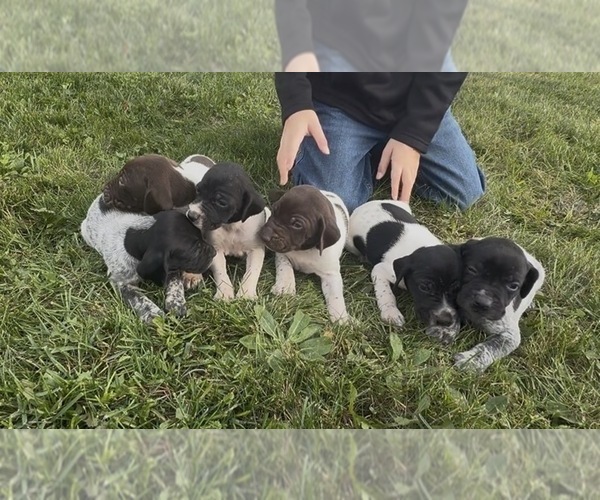 Medium Photo #1 German Shorthaired Pointer Puppy For Sale in ARGONNE, WI, USA