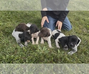 German Shorthaired Pointer Puppy for sale in ARGONNE, WI, USA