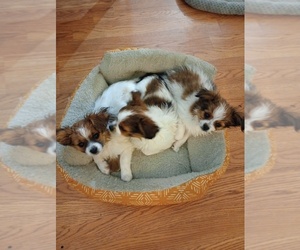 Papillon Puppy for sale in PUEBLO WEST, CO, USA