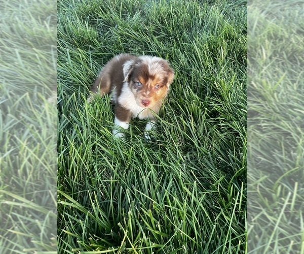 Medium Photo #4 Australian Shepherd Puppy For Sale in RICHMOND, KY, USA