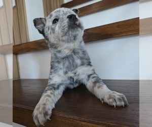 Australian Cattle Dog Puppy for sale in PUYALLUP, WA, USA