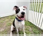 Small American Staffordshire Terrier