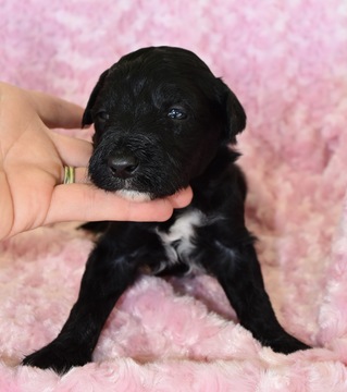 Medium Photo #1 Bordoodle Puppy For Sale in OAK HILL, WV, USA