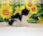 Bubbles - Female Goldendoodle (Miniature) Puppy for Sale - Photo #31