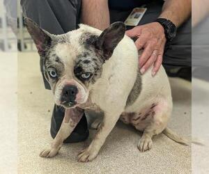 French Bulldog-Unknown Mix Dogs for adoption in Camarillo, CA, USA