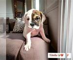 Small Photo #4 Victorian Bulldog Puppy For Sale in DURHAM, CT, USA