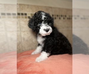 Aussiedoodle Puppy for Sale in SPRINGDALE, Arkansas USA