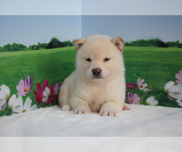 Medium Photo #6 Shiba Inu Puppy For Sale in LAS VEGAS, NV, USA