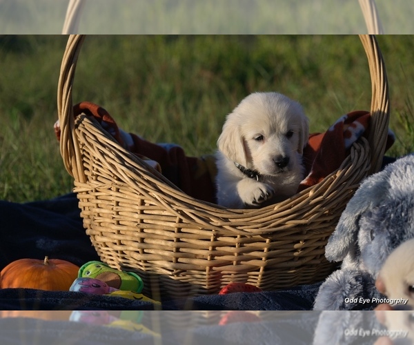 Medium Photo #5 Golden Retriever Puppy For Sale in WILTON, CA, USA