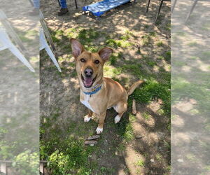 Charming Chance - Male Labrador Retriever-Unknown Mix Dog for Adoption - Photo #3