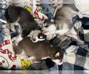 Siberian Husky Puppy for sale in REDLANDS, CA, USA