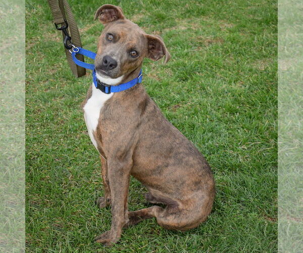 Medium Photo #3 American Staffordshire Terrier-Mountain Cur Mix Puppy For Sale in Huntley, IL, USA