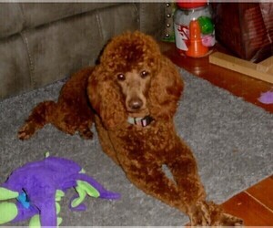 Mother of the Poodle (Standard) puppies born on 01/23/2023