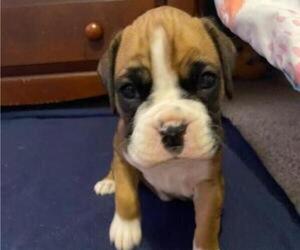 Boxer Puppy for sale in OWENSBORO, KY, USA