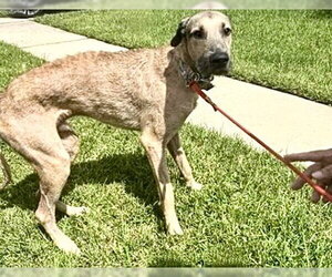 Irish Dane Dogs for adoption in Houston, TX, USA