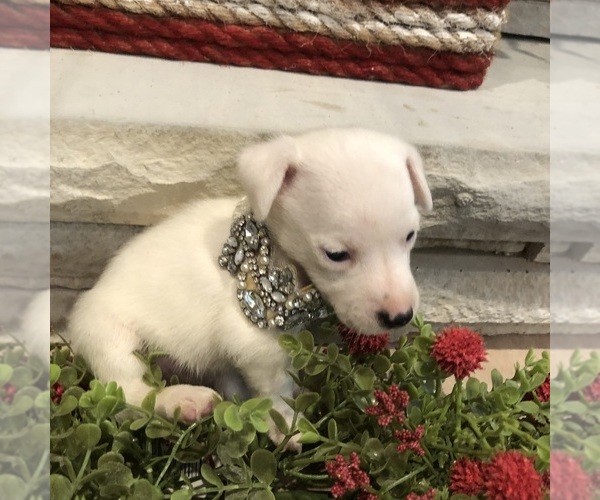 Medium Photo #17 Jack Russell Terrier Puppy For Sale in MABLETON, GA, USA