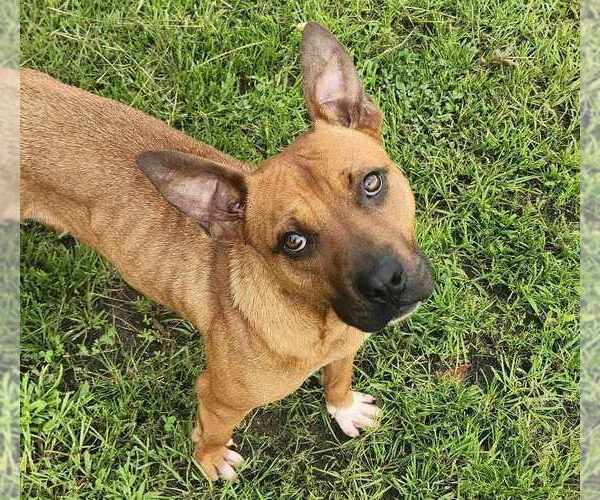 Medium Photo #1 Mountain Cur-Unknown Mix Puppy For Sale in Anniston, AL, USA