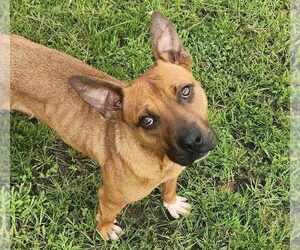 Mountain Cur-Unknown Mix Dogs for adoption in Anniston, AL, USA