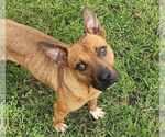 Small Mountain Cur Mix